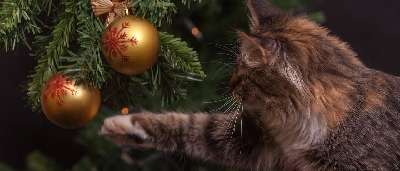 Kat bij de kerstboom