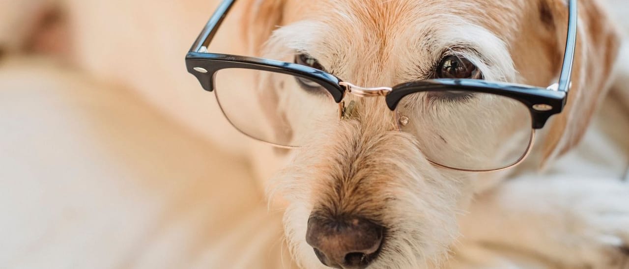 Hond met bril