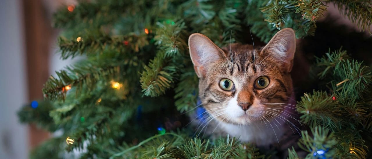 Kat in kerstboom